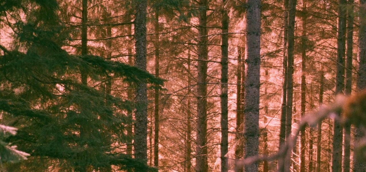 young-people-photo-competition-image-of-queen-elizabeth-forest-coniferous-tree-trunks-parallel-to-each-other-in-pink-light