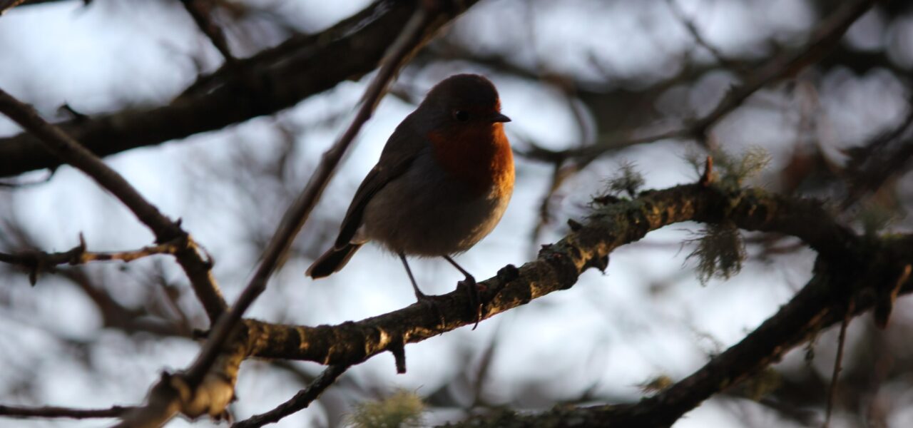 young-people-photo-competition-image-of-redbreast-bird-on-bare-tree-branch-lit-up-discreetly-by-sunlight