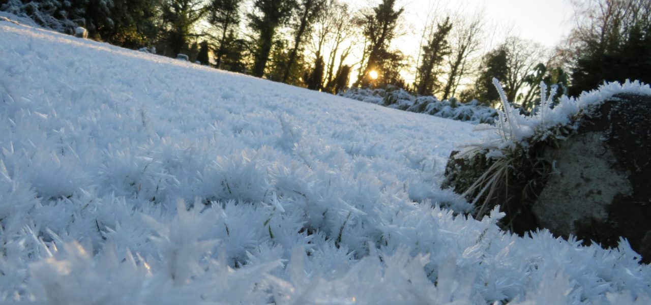 young-people-photo-competition-tilted-view-of-frosty-field-with-sun-peeking-through-trees-in-the-distance