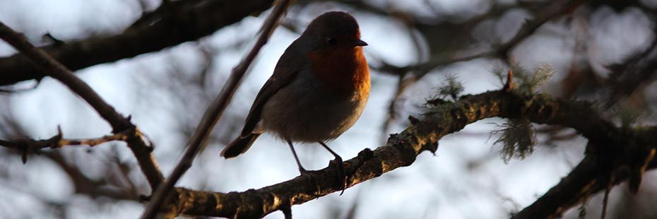 young-people-photo-competition-image-of-redbreast-bird-on-bare-tree-branch-lit-up-discreetly-by-sunlight