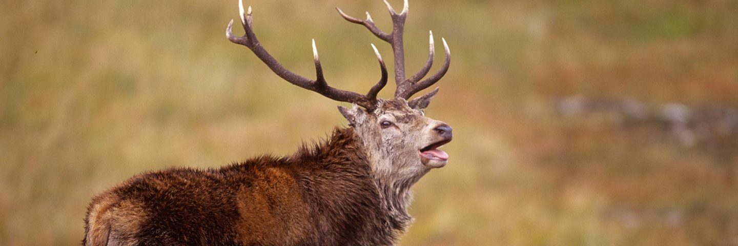 red-deer-with-large-antlers-roaring-during-rutting-season-on-the-isle-of-rum