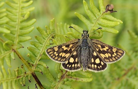 zoomed-in-shot-of-glasdrum-butterfly-dark-brown-and-yellow-next-to-green-plant