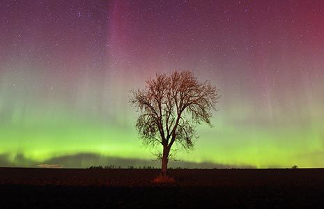 northern-lights-displaying-magnificently-on-the-horizon-with-a-bare-tree-profiling-against-it-in-the-foreground-in-perthshire