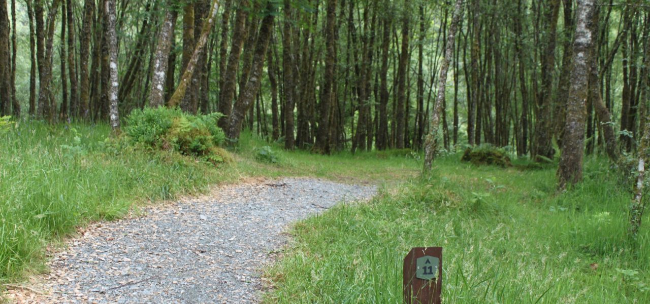 loch-chon-campsite-pitch-number-eleven-surrounded-by-young-trees