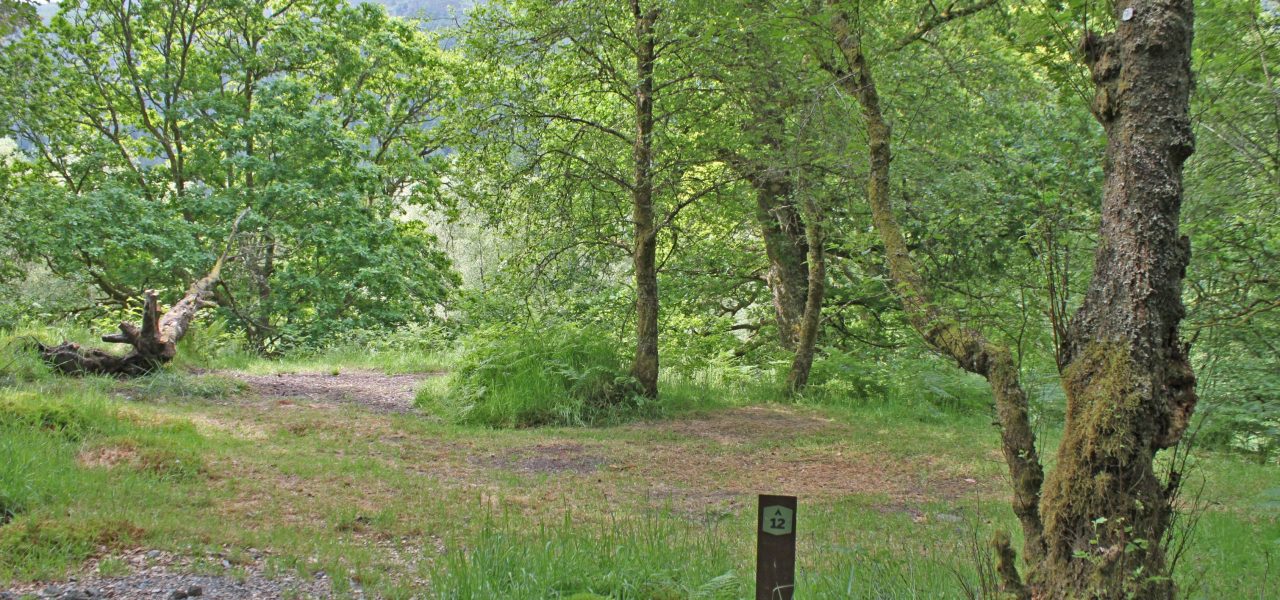 loch-chon-campsite-pitch-number-twelve-surrounded-by-young-trees