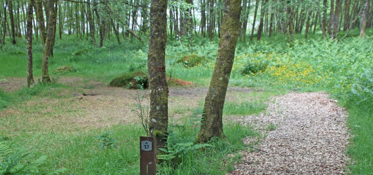 loch-chon-campsite-pitch-number-seventeen-surrounded-by-young-trees