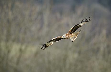 red-kite-bird-several-shades-of-brown-and-white-flying-with-wings-largely-spread-out