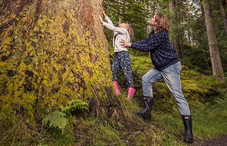 mother-supporting-her-young-daughter-touch-the-trunk-bark-of-a-sequoia-tree-in-the-forest