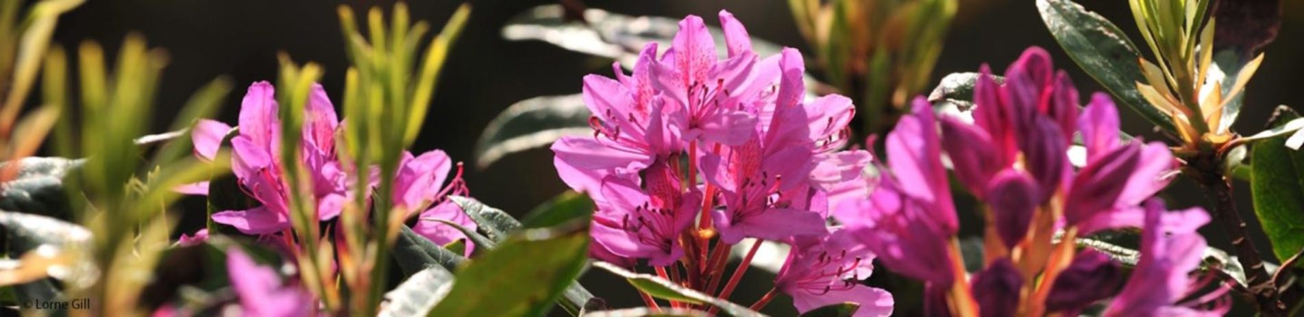 close-up-of-pink-rhododendron-flowers