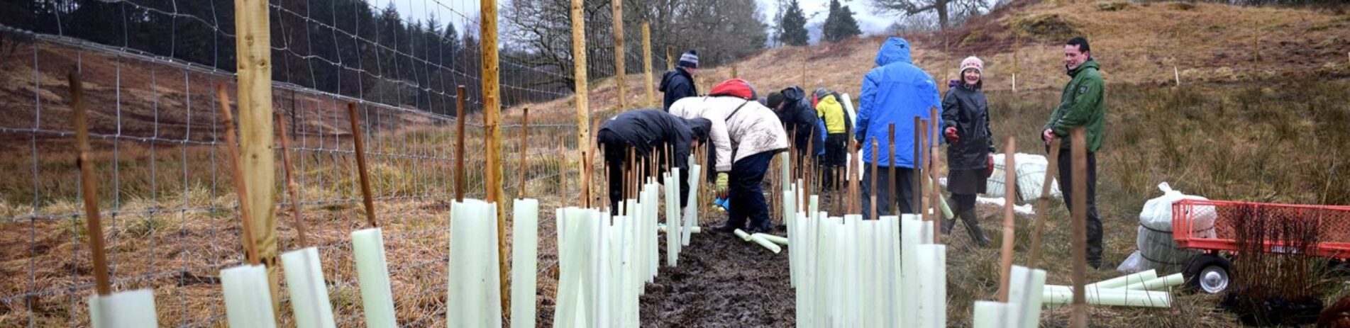 children-teacher-and-national-park-staff-planting-trees-at-achray-farm-next-to-deer-fence-all-wearing-waterproofs-on-rainy-day