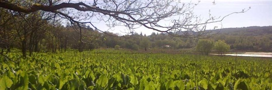 american-skunk-cabbage-on-river-shore