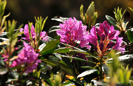 pink-rhododendron-flowers-and-leaves