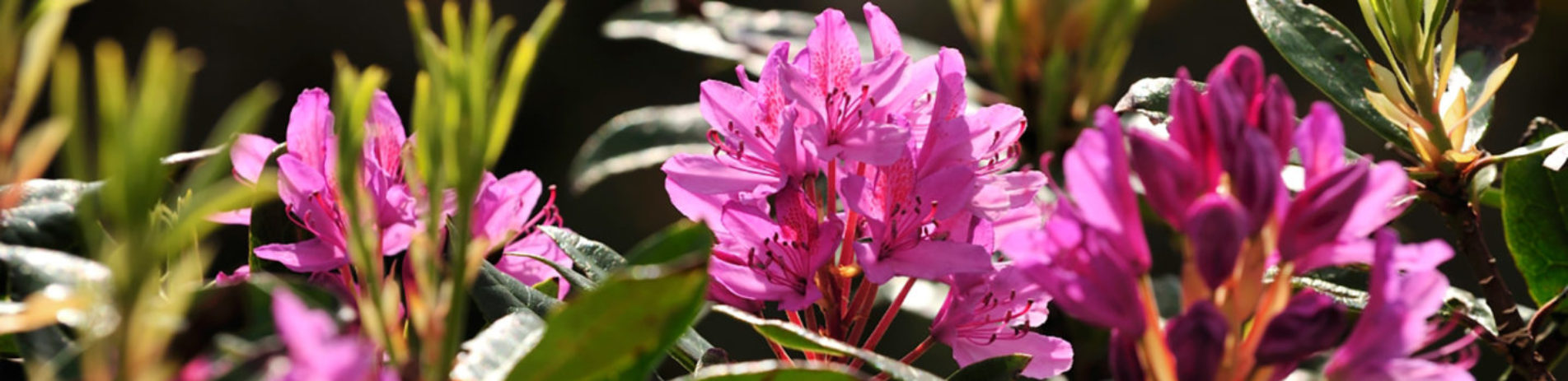 pink-rhododendron-flowers-and-leaves