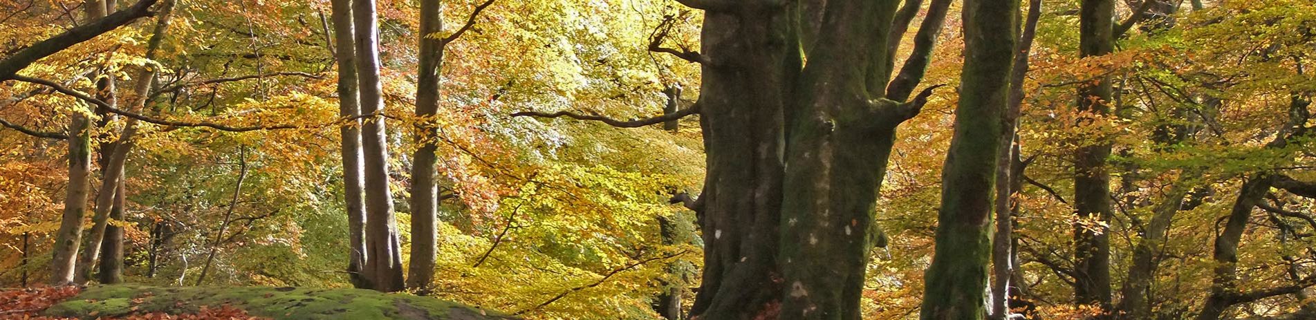 callendar-woods-in-yellow-and-orange-autumn-colours
