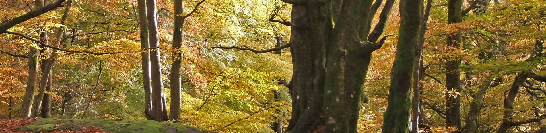 callendar-woods-in-yellow-and-orange-autumn-colours