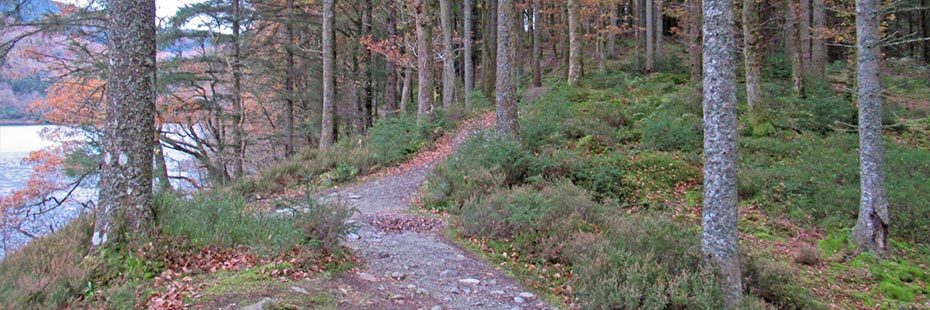 ascending-path-through-coniferous-forest-with-loch-ard-on-left