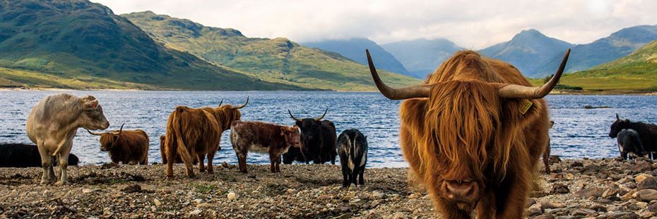 group-of-hairy-highland-cows on-pebble-beach-with-arrochar-alps-mounntains-and-loch-arklet-in-the-background