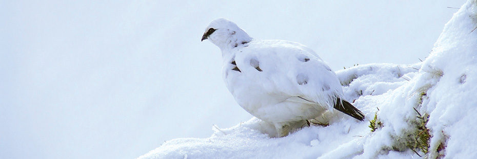 ptarmigan-bird-with-white-plumage-sitting-in-snow
