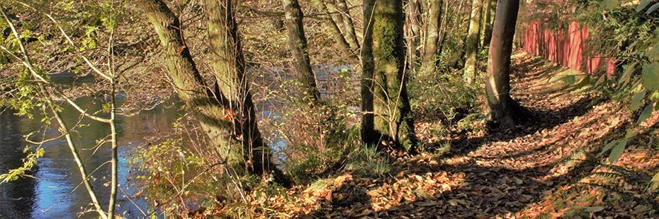 banks-of-river-teith-in-autumn-dried-leaves-on-the-ground-from-surrounding-trees