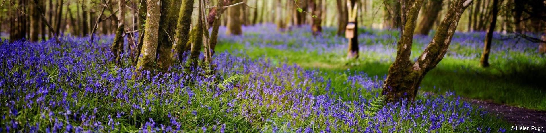 beautiful-oak-forest-carpeted-by-thousands-of-bluebells