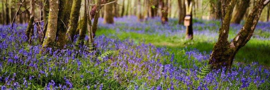 beautiful-oak-forest-carpeted-by-thousands-of-bluebells
