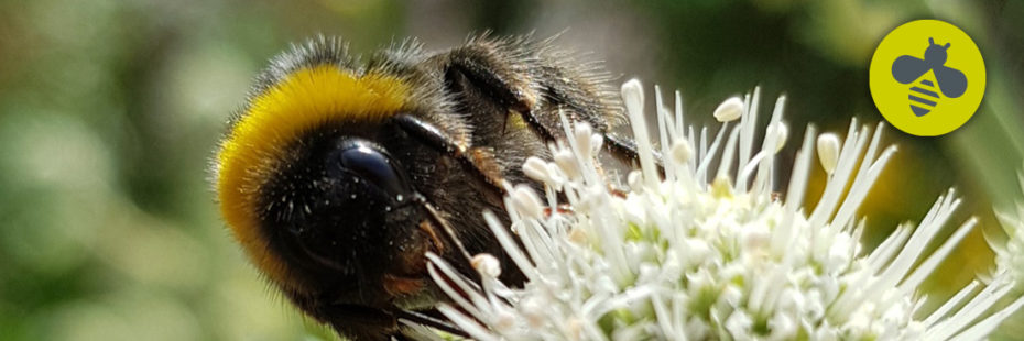 Bumblebee photo Michelle Larkin