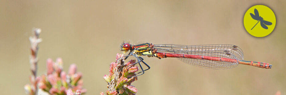 Large Red Damselfly (Latin, Pyrrhosoma nymphuls) image by Rob Trevis-Smith