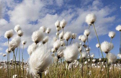 bog-cotton