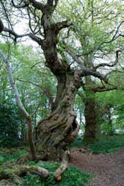 sweet chestnut tree