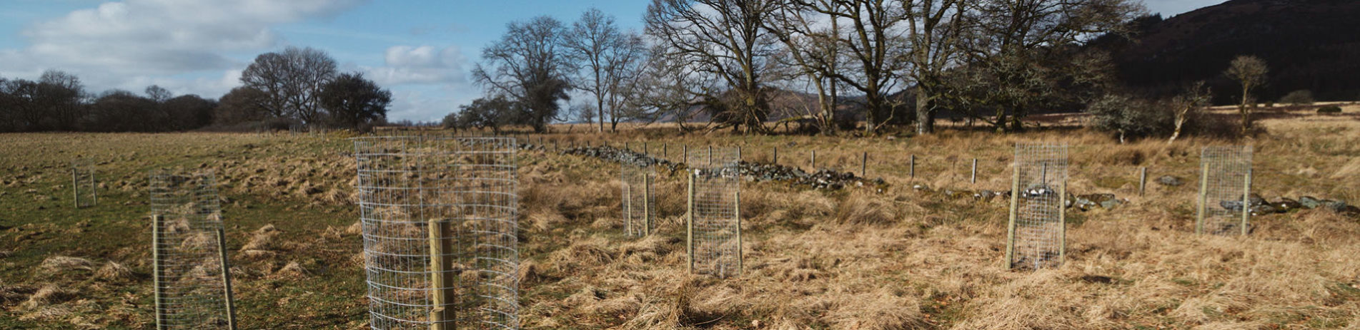 tree-planting-landscape