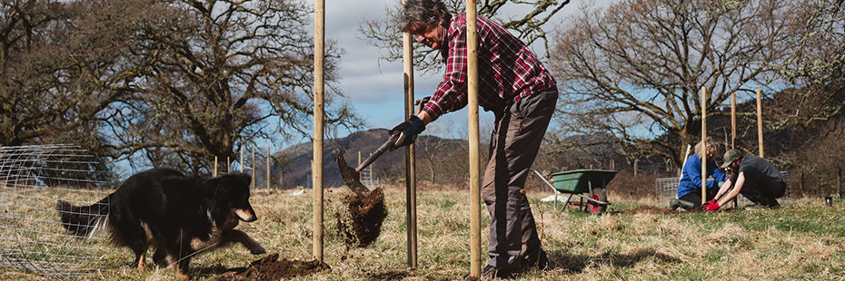 man-and-dog-putting-soil-onto-young-tree