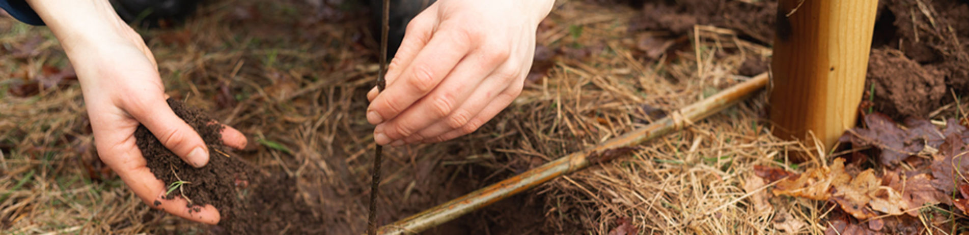 close-up-hands-planting-tree