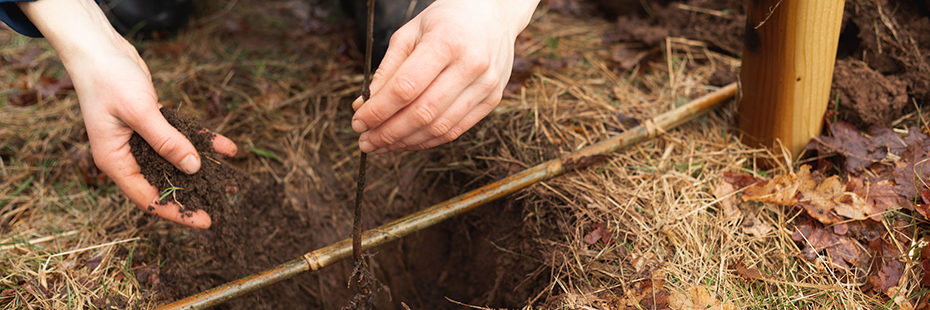 close-up-hands-planting-tree