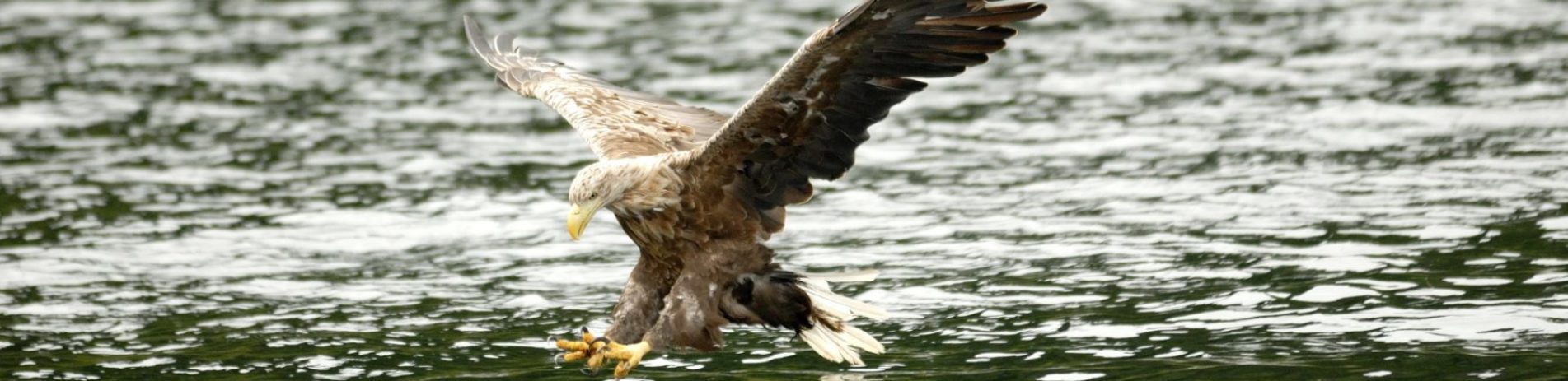 white-tailed-eagle