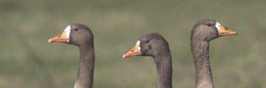 white-fronted-geese-in-grass
