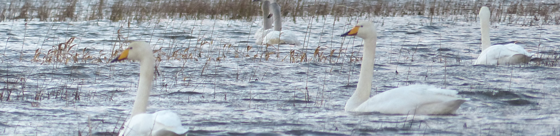 rspb-swans-in-water