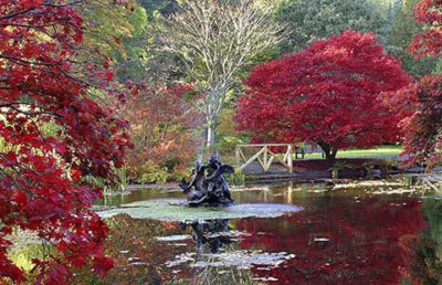 benmore gardens maple tree