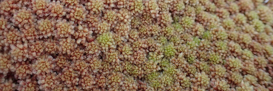 Sphagnum capillifolium