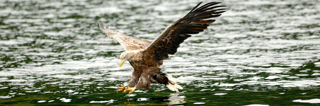 Sea eagle on Loch Lomond