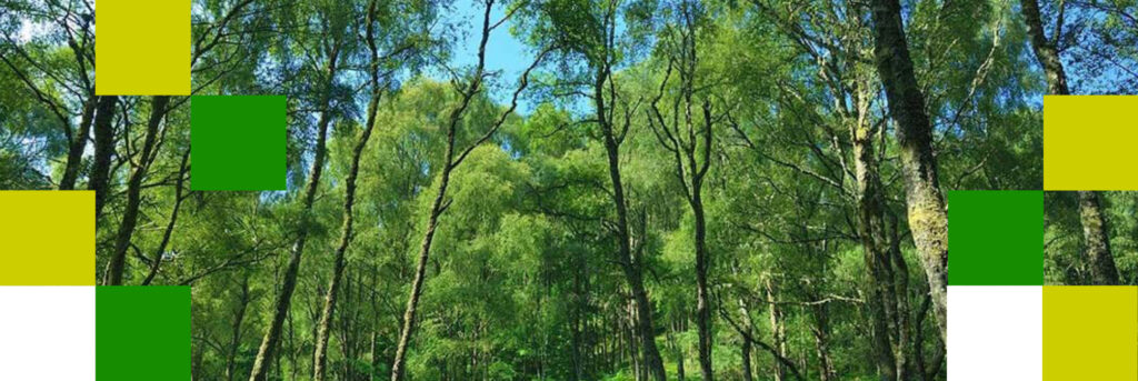 Native woodland featuring silver birch