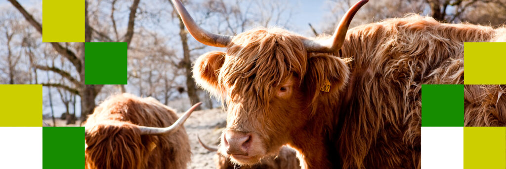 Highland cow with horns
