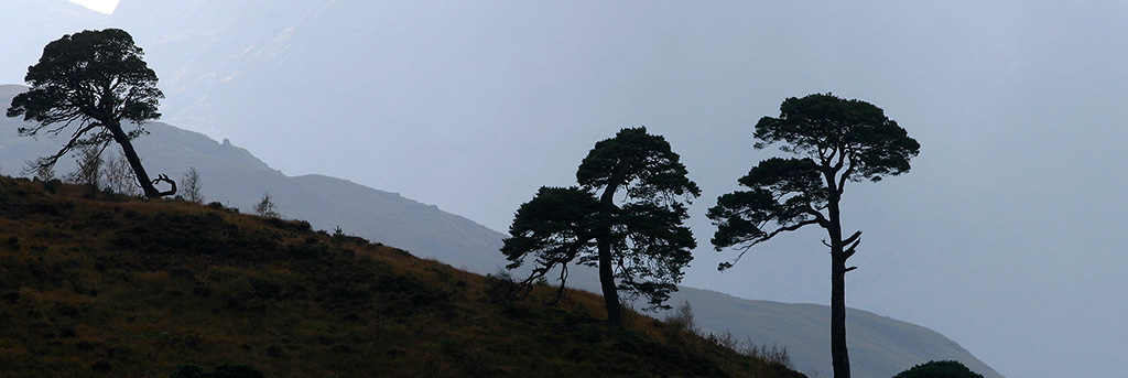 Caledonian Pine Forest, Glen Falloch