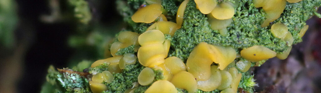 Orange Dimple lichen © Alliance of Scottish Rainforests
