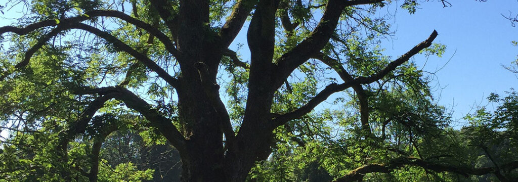 Mature oak tree in a field 