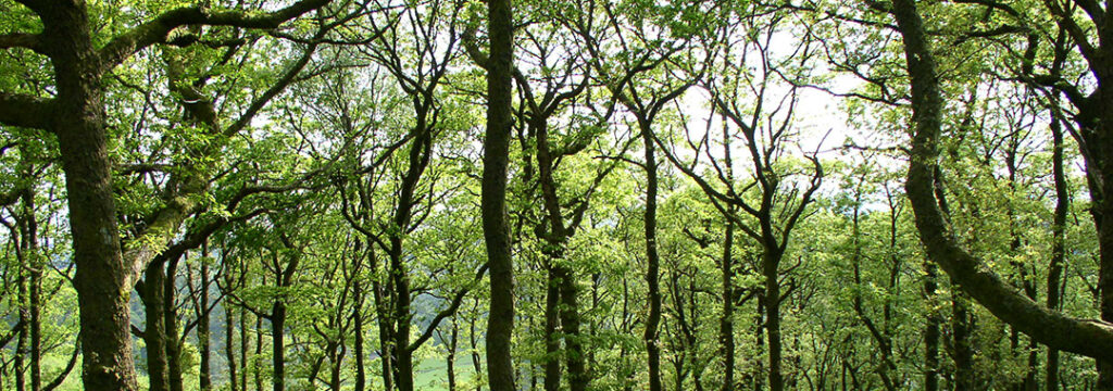 Oak woodland, young trees with a lush green forest floor