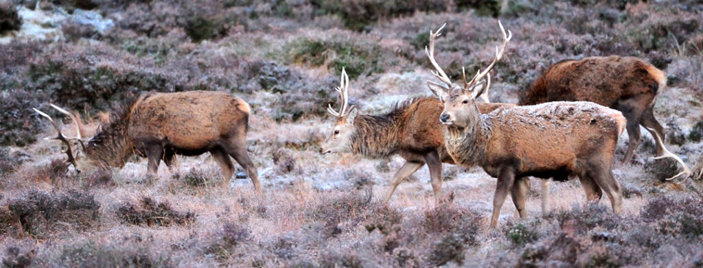 herd of red deer on open hillside